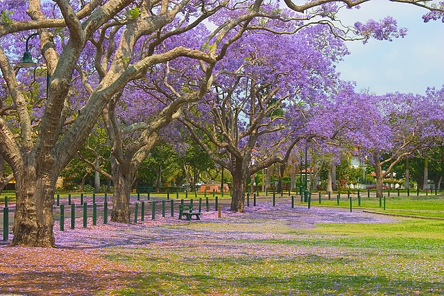 640px-Jacaranda_in_New_farm_Park+_(410279600)