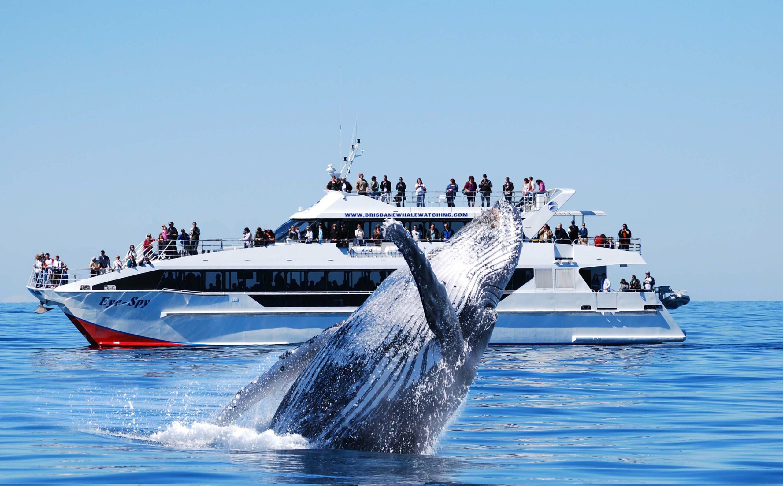 Eye_Spy_and_whale_breach