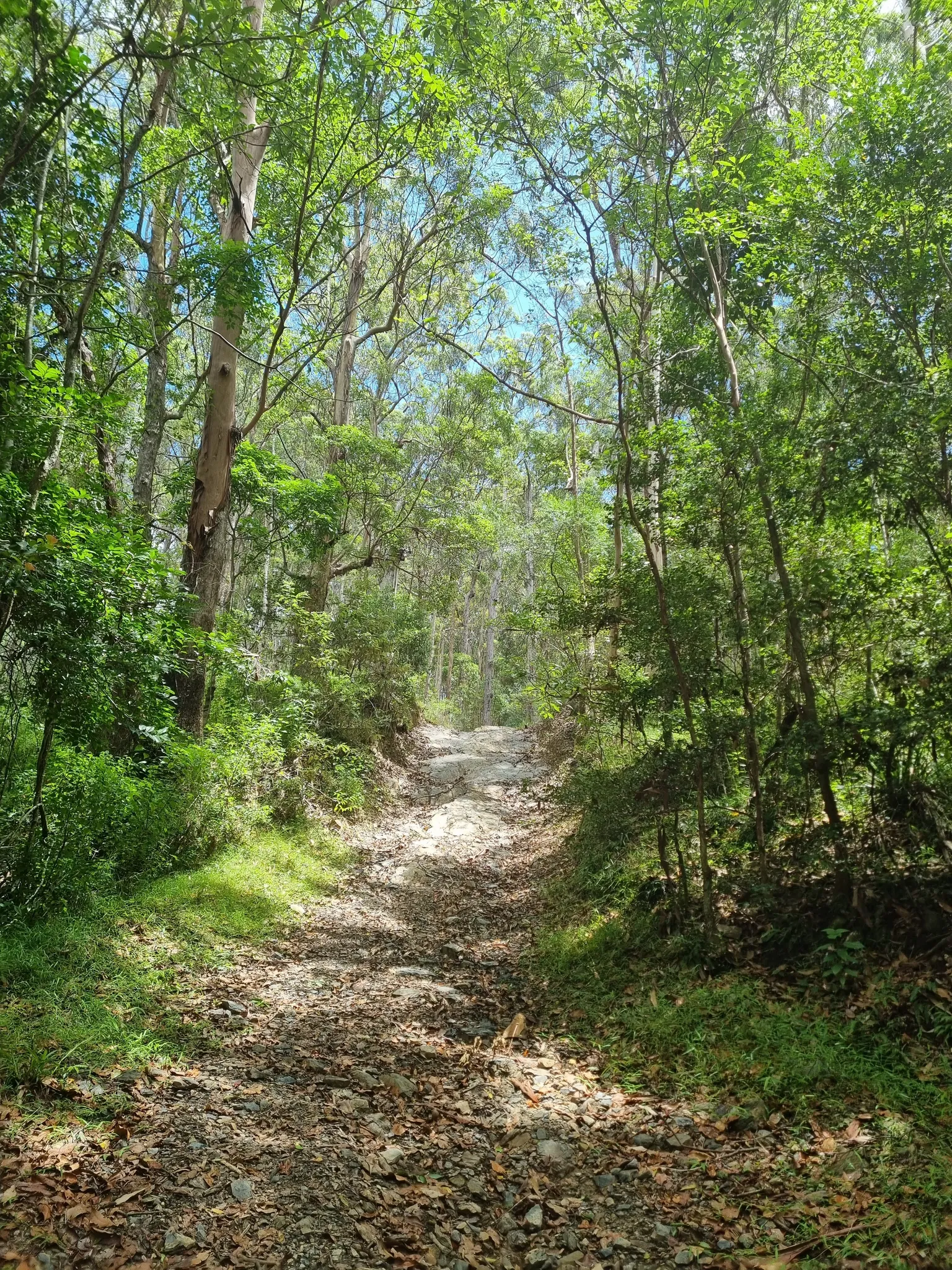 Nerang National Park Circuit Road