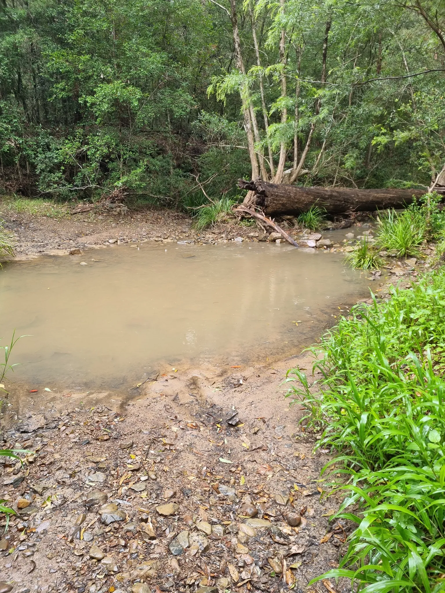 Nerang National Park Circuit
