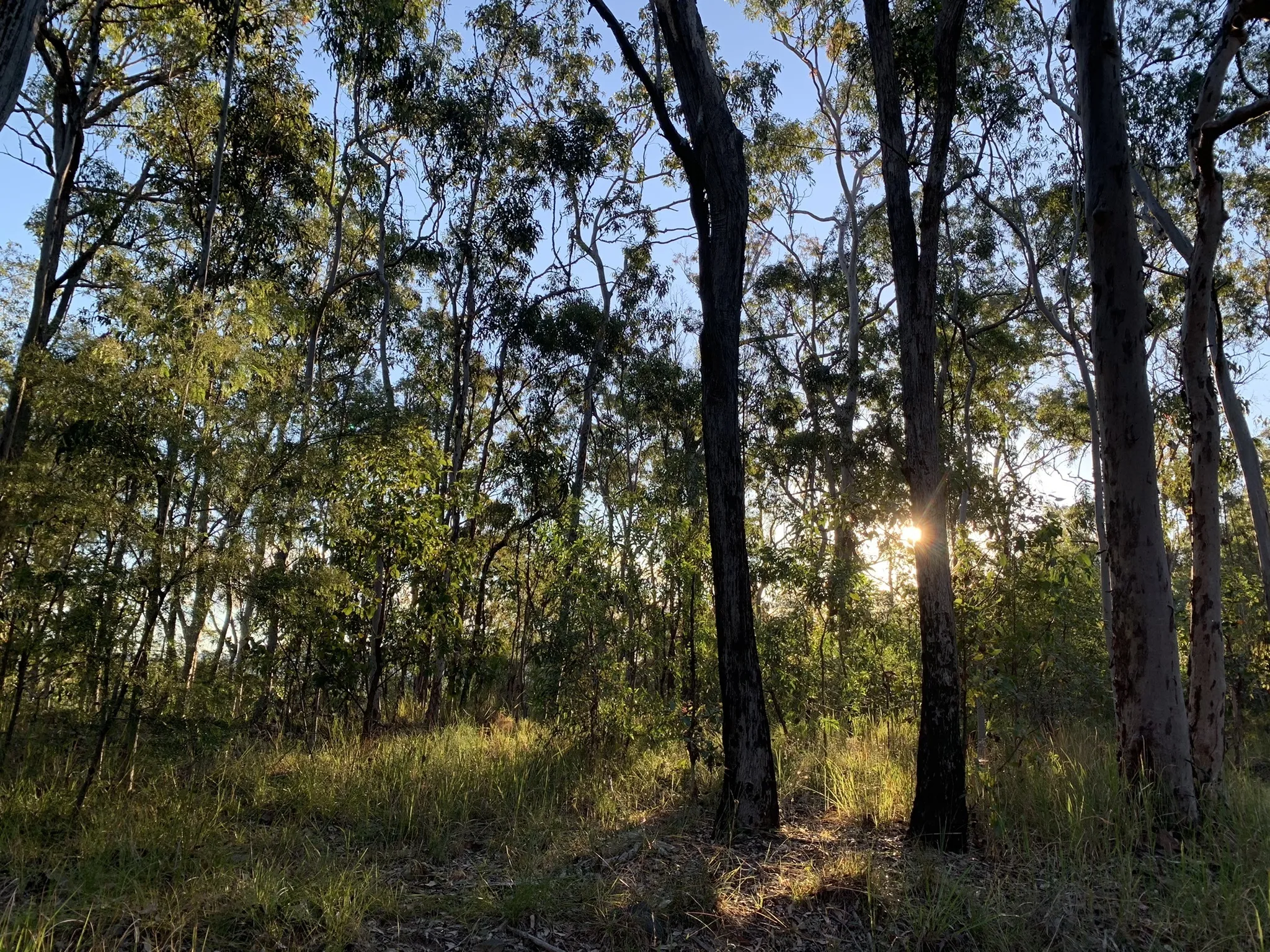 Nerang National Park Loop