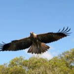 Tweed Eco Cruises Eagle