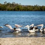 Tweed Eco Cruises Swans