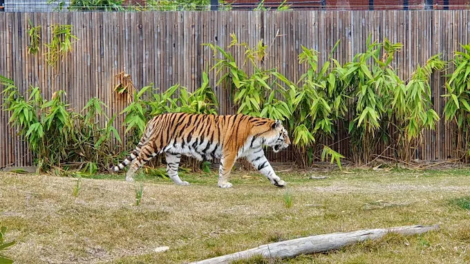 Sydney-Zoo-Tiger