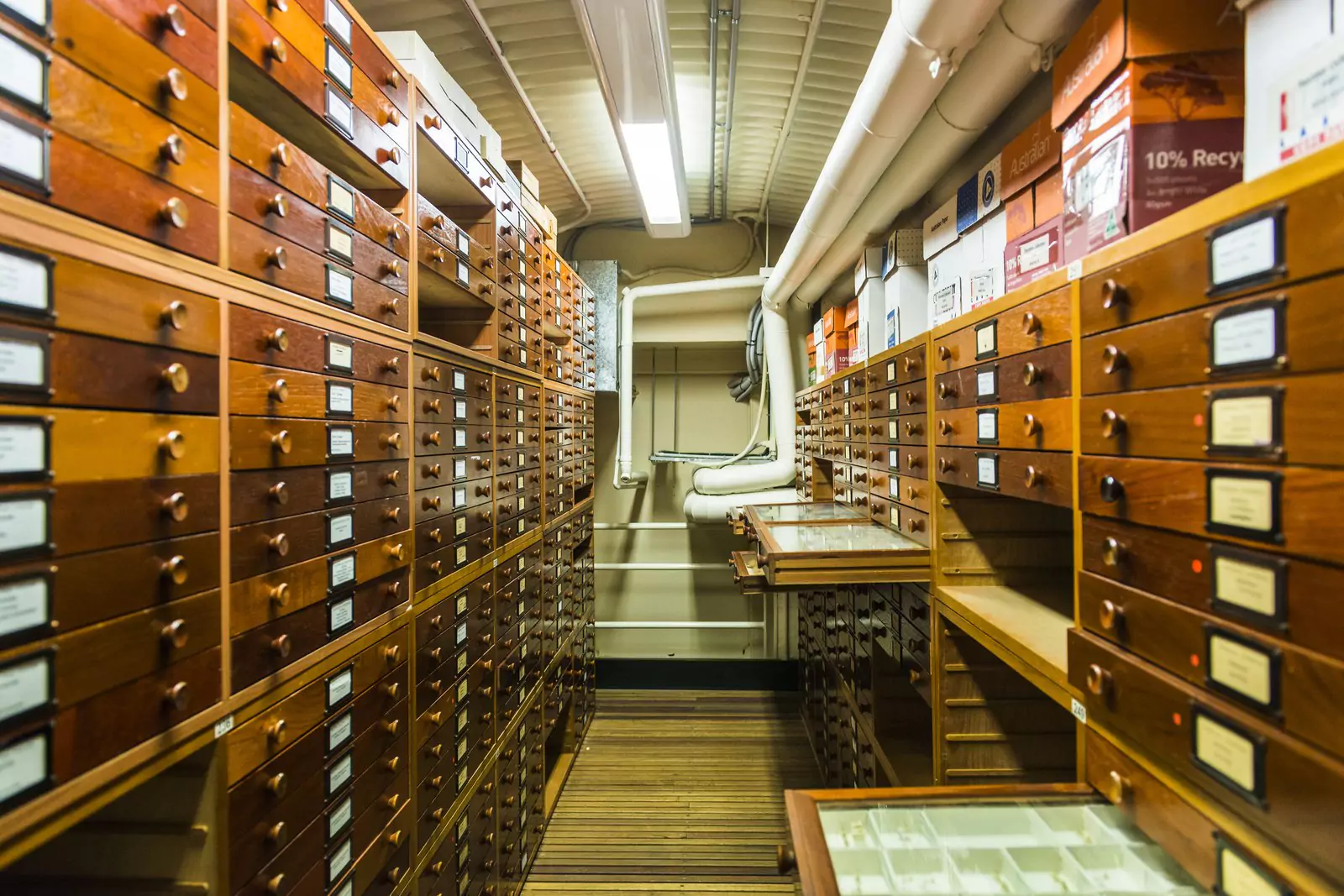 australian-museum-amri-entomology-collection