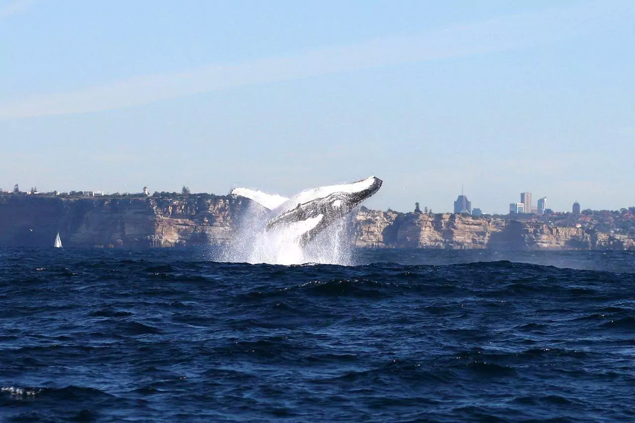fantasea-cruising-whale-watching-in-sydney