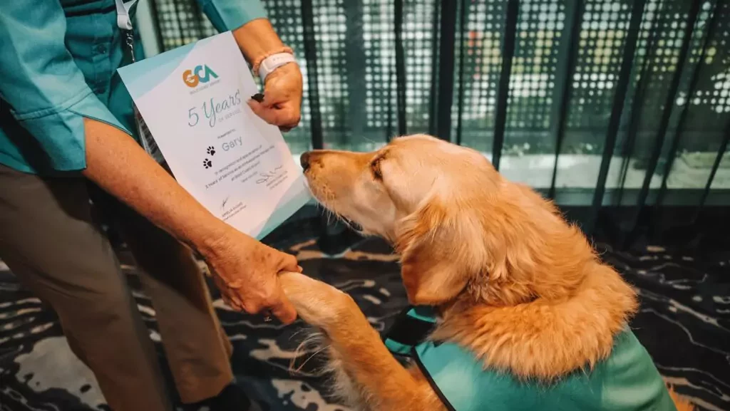 Gold-Coast-Airport- therapy dogs