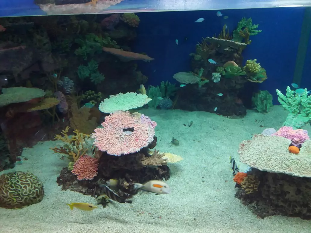 southport-sharks-cafe-aquarium